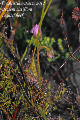 Drosera cistiflora - Franschhoek - Drosera cistiflora - Südafrika - Tag 12 - Fahrt von Hermanus nach Kapstadt - Afrika