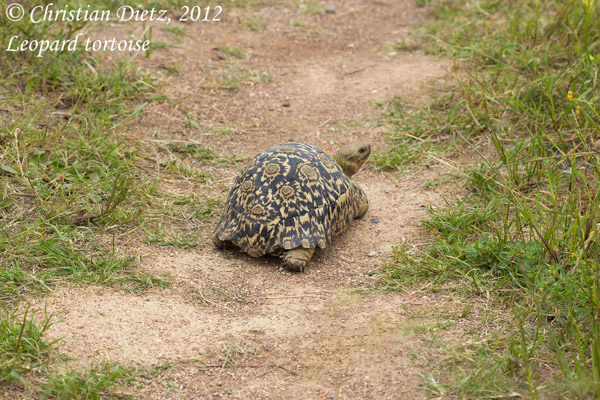 Stigmochelys pardalis - Darling, Western Cape - Schildkröten - Stigmochelys pardalis - Südafrika - Tag 12 - Fahrt von Hermanus nach Kapstadt - Afrika