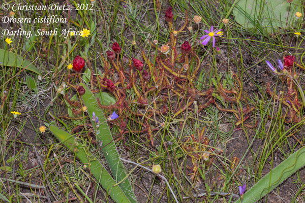 Drosera cistiflora - Darling, Western Cape - Drosera cistiflora - Südafrika - Tag 12 - Fahrt von Hermanus nach Kapstadt - Afrika
