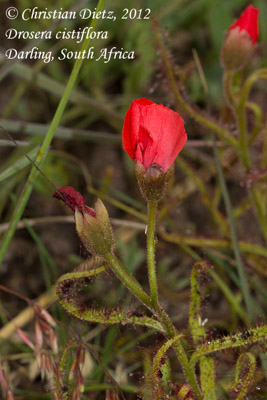 Drosera cistiflora - Darling, Western Cape - Drosera cistiflora - Südafrika - Tag 12 - Fahrt von Hermanus nach Kapstadt - Afrika