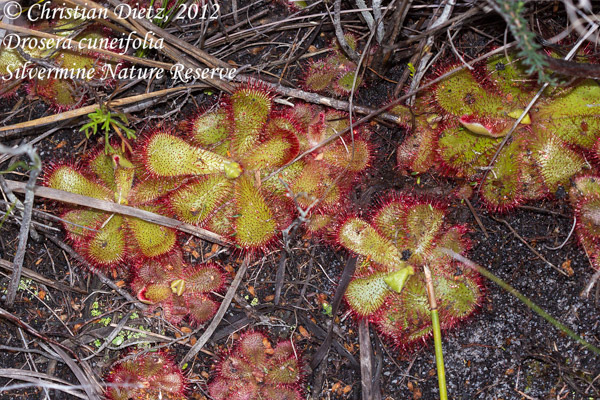 Drosera cuneifolia - Silvermine Nature Reserve - Drosera cuneifolia - Südafrika - Tag 13 - Silvermine und Kap der Guten Hoffnung - Afrika