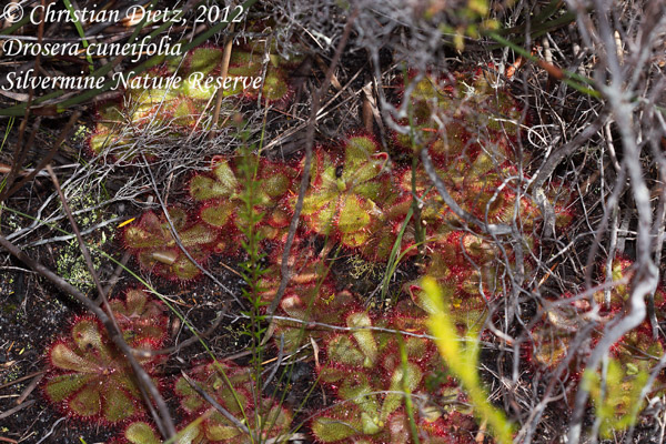 Drosera cuneifolia - Silvermine Nature Reserve - Drosera cuneifolia - Südafrika - Tag 13 - Silvermine und Kap der Guten Hoffnung - Afrika