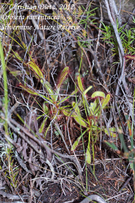 Drosera ramentacea - Silvermine Nature Reserve - Drosera ramentacea - Südafrika - Tag 13 - Silvermine und Kap der Guten Hoffnung - Afrika