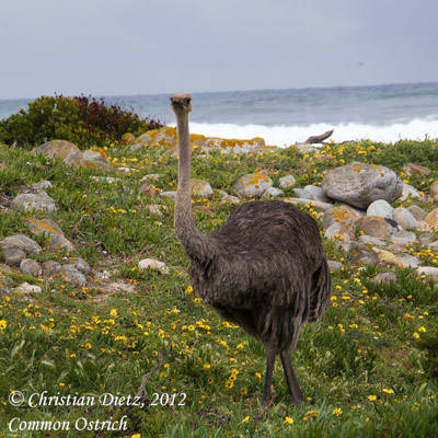 Struthio camelus - Kap der Guten Hoffnung - Vögel - Struthio camelus - Südafrika - Tag 13 - Silvermine und Kap der Guten Hoffnung - Afrika