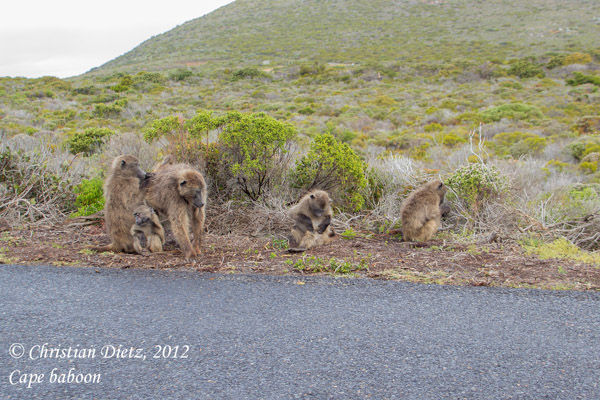 Papio ursinus - Kap der Guten Hoffnung - Affen - Papio ursinus - Südafrika - Tag 13 - Silvermine und Kap der Guten Hoffnung - Afrika