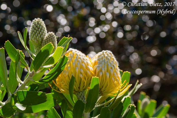 Leucospermum sp. - Kirstenbosch Botanical Garden, Kapstadt, Western Cape - Leucospermum - Leucospermum sp. - Südafrika - Tag 2 - Afrika
