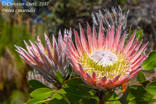 Protea cynaroides - Tafelberg - Proteaceae - Protea cynaroides - Südafrika - Tag 2 - Afrika