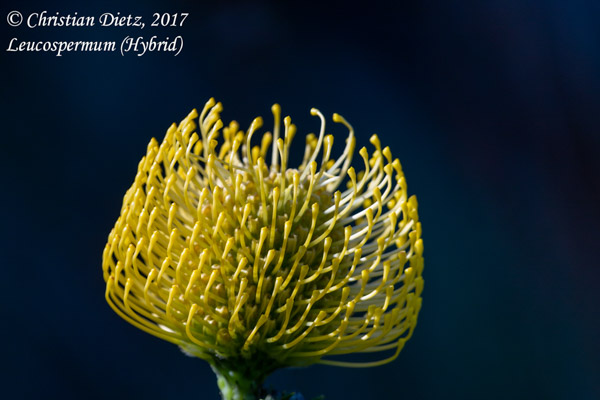 Leucospermum ccordifolium x patersonii - Kirstenbosch Botanical Garden, Kapstadt, Western Cape - Leucospermum - Leucospermum ccordifolium x patersonii - Südafrika - Tag 2 - Afrika