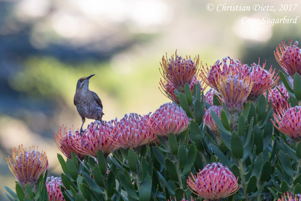 Promerops cafer - Tafelberg - Vögel - Promerops cafer - Südafrika - Tag 2 - Afrika