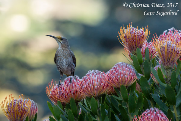 Promerops cafer - Tafelberg - Vögel - Promerops cafer - Südafrika - Tag 2 - Afrika