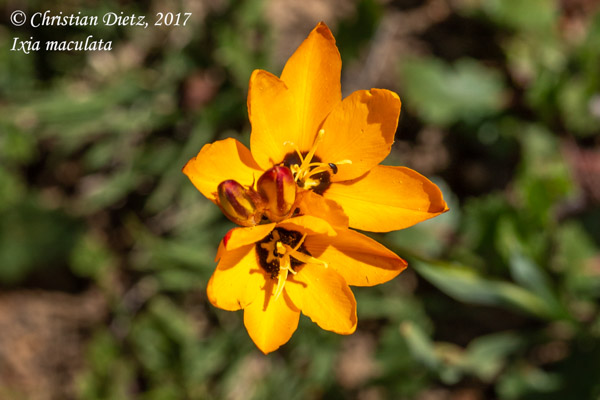 Ixia maculata - Darling, Western Cape - Ixia - Ixia maculata - Südafrika - Tag 3 - Afrika