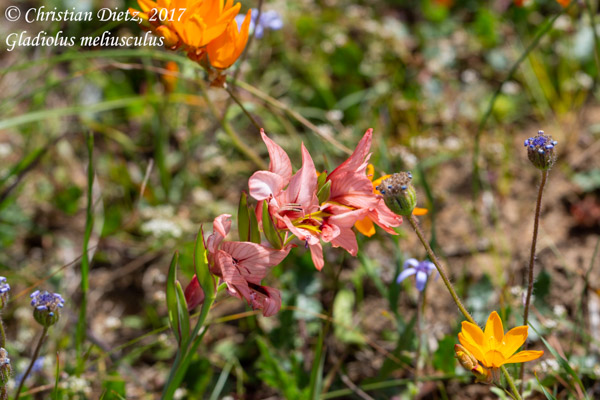 Gladiolus meliusculus - Darling, Western Cape - Gladiolus - Gladiolus meliusculus - Südafrika - Tag 3 - Afrika