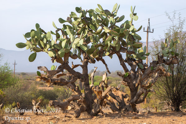 Opuntia sp. - Vanrhynsdorp, Western Cape - Opuntia - Opuntia sp. - Südafrika - Tag 4 - Afrika