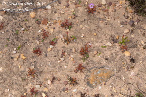 Drosera cistiflora - Cederberg, Western Cape - Drosera cistiflora - Südafrika - Tag 4 - Afrika