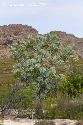 Protea sp. - Cederberg, Western Cape - Proteaceae - Protea sp. - Südafrika - Tag 4 - Afrika