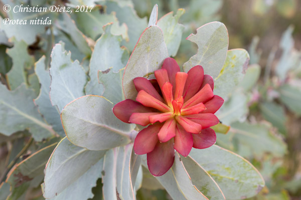 Protea nitida - Cederberg, Western Cape - Protea nitida - Südafrika - Tag 4 - Afrika