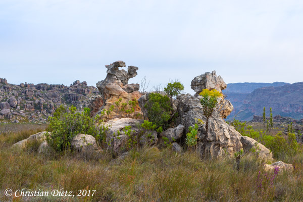 Südafrika - Tag 4 - Cederberg, Western Cape - Afrika
