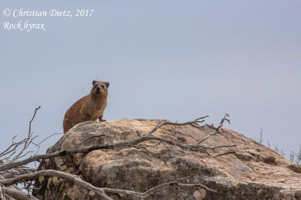 Procavia capensis - Cederberg, Western Cape - zz_Sonstige Tiere - Procavia capensis - Südafrika - Tag 4 - Afrika