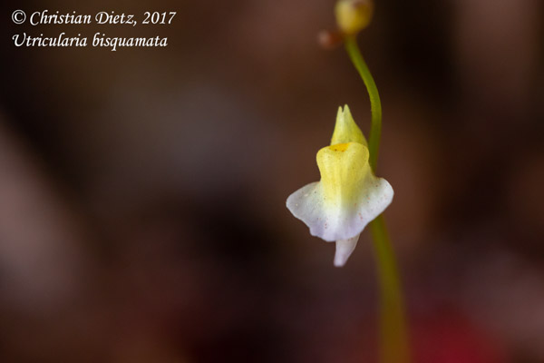 Utricularia bisquamata - Gifberg - Utricularia bisquamata - Südafrika - Tag 5 - Afrika