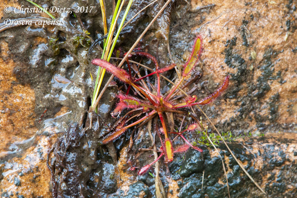 Drosera capensis - Gifberg - Drosera capensis - Südafrika - Tag 5 - Afrika