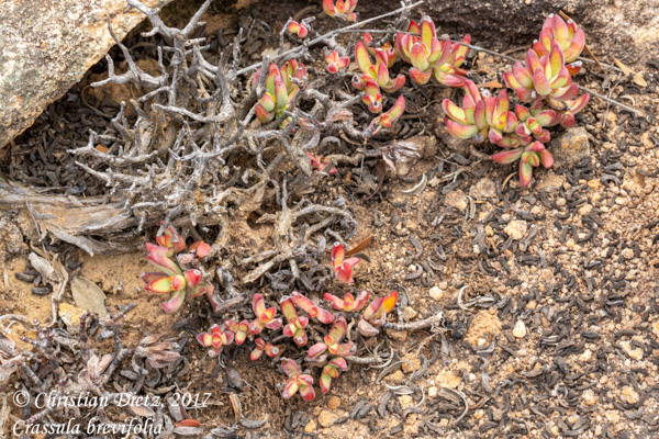 Crassula brevifolia - Gifberg - Crassula brevifolia - Südafrika - Tag 5 - Afrika