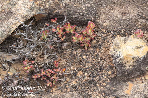 Crassula brevifolia - Gifberg - Crassula brevifolia - Südafrika - Tag 5 - Afrika