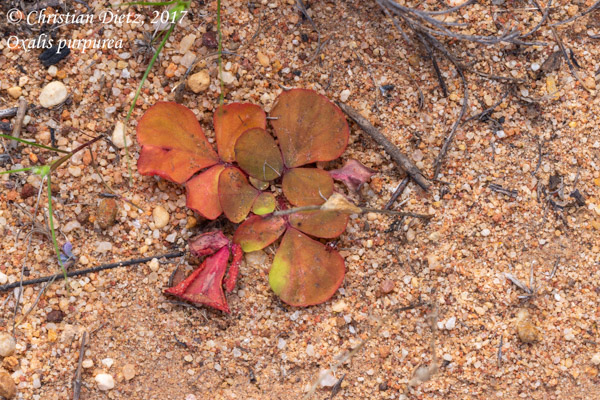 Oxalis purpurea - Gifberg - Oxalis purpurea - Südafrika - Tag 5 - Afrika