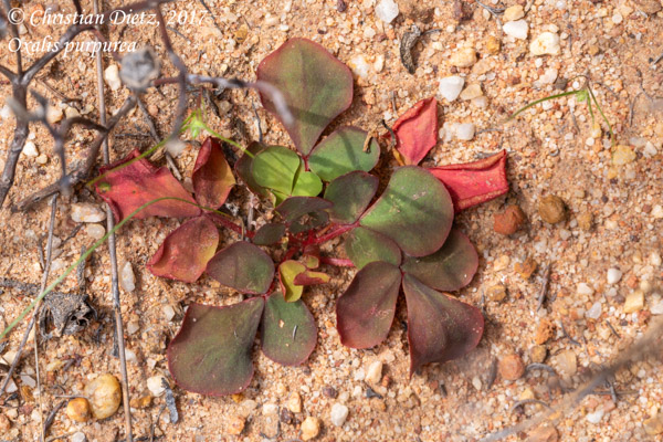 Oxalis purpurea - Gifberg - Oxalis purpurea - Südafrika - Tag 5 - Afrika