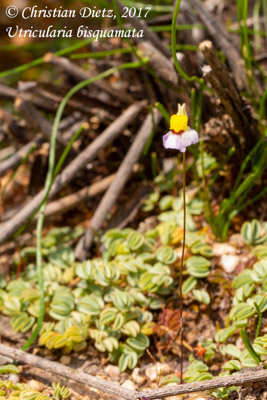 Utricularia bisquamata - Gifberg - Utricularia bisquamata - Südafrika - Tag 5 - Afrika