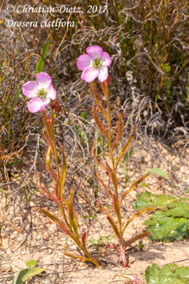 Drosera cistiflora - Gifberg - Drosera cistiflora - Südafrika - Tag 5 - Afrika