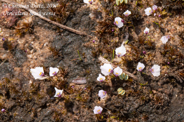 Utricularia brachyceras - Gifberg - Utricularia brachyceras - Südafrika - Tag 5 - Afrika