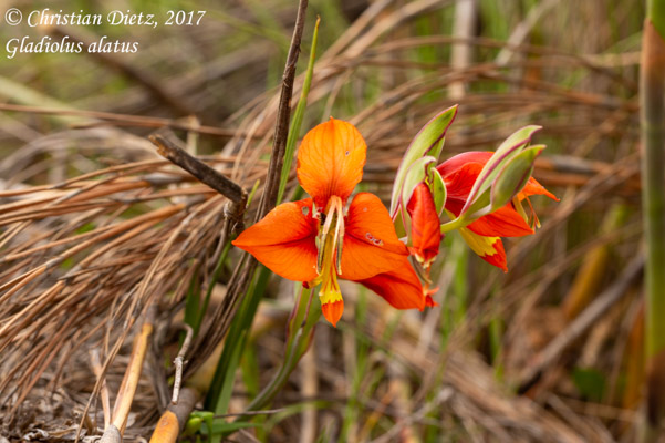 Gladiolus alatus - Nieuwoudtville, Northern Cape - Gladiolus - Gladiolus alatus - Südafrika - Tag 6 - Afrika