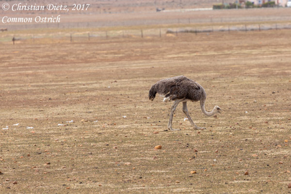 Struthio camelus - Nieuwoudtville, Northern Cape - Vögel - Struthio camelus - Südafrika - Tag 6 - Afrika