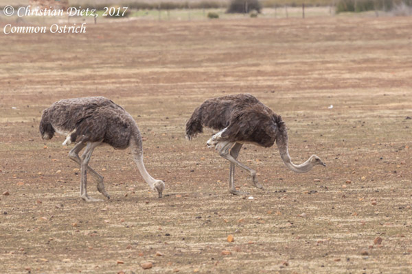 Struthio camelus - Nieuwoudtville, Northern Cape - Vögel - Struthio camelus - Südafrika - Tag 6 - Afrika