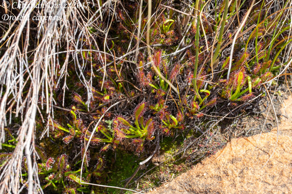 Drosera capensis - Cederberg, Western Cape - Drosera capensis - Südafrika - Tag 7 - Afrika