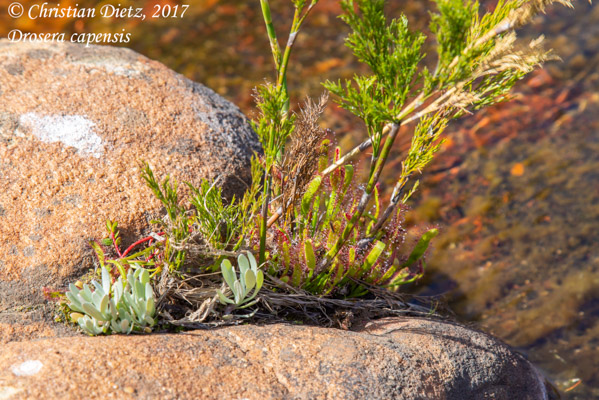 Drosera capensis - Cederberg, Western Cape - Drosera capensis - Südafrika - Tag 8 - Afrika