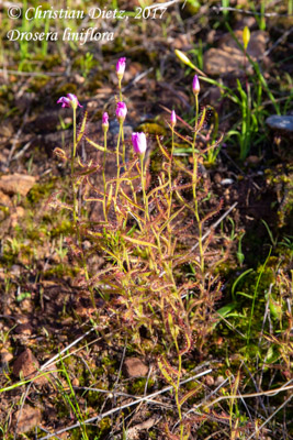 Drosera liniflora - Bains Kloof - Drosera liniflora - Südafrika - Tag 8 - Afrika
