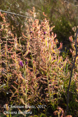 Drosera liniflora - Bains Kloof - Drosera liniflora - Südafrika - Tag 8 - Afrika