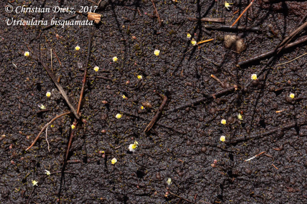 Utricularia bisquamata - Bains Kloof - Utricularia bisquamata - Südafrika - Tag 8 - Afrika