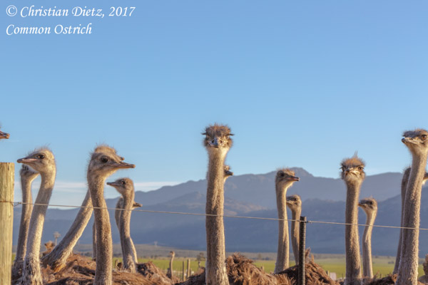 Struthio camelus - Bains Kloof - Vögel - Struthio camelus - Südafrika - Tag 8 - Afrika