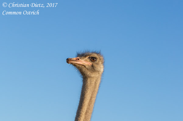 Struthio camelus - Bains Kloof - Vögel - Struthio camelus - Südafrika - Tag 8 - Afrika