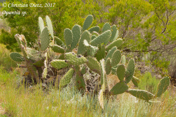Opuntia sp. - R62, Western Cape - Opuntia - Opuntia sp. - Südafrika - Tag 11 - Afrika