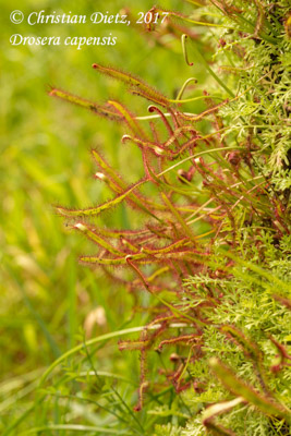 Drosera capensis - Tradouw Pass - Drosera capensis - Südafrika - Tag 11 - Afrika