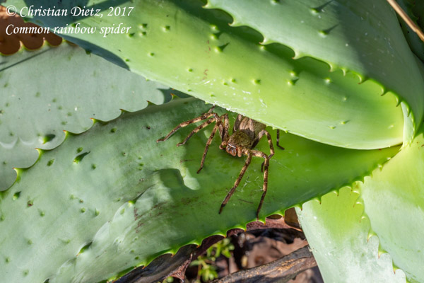 Palystes superciliosus - Tradouw Pass - Spinnen - Palystes superciliosus - Südafrika - Tag 11 - Afrika