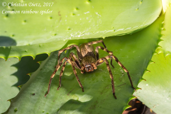 Palystes superciliosus - Tradouw Pass - Spinnen - Palystes superciliosus - Südafrika - Tag 11 - Afrika