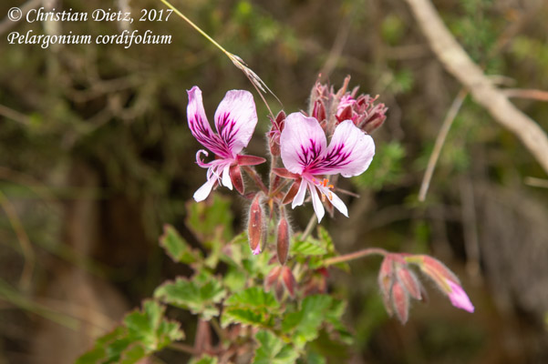 Pelargonium cordifolium - Montagu Pass, Western Cape - Pelargonium - Pelargonium cordifolium - Südafrika - Tag 12 - Afrika