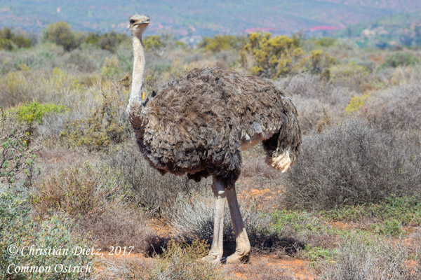 Struthio camelus - Oudtshoorn, Western Cape - Vögel - Struthio camelus - Südafrika - Tag 12 - Afrika