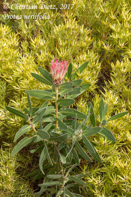 Protea neriifolia - Napier, Western Cape - Proteaceae - Protea neriifolia - Südafrika - Tag 13 - Afrika