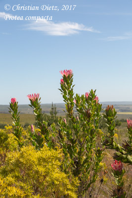Protea compacta - Stanford, Western Cape - Proteaceae - Protea compacta - Südafrika - Tag 13 - Afrika