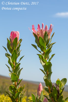 Protea compacta - Stanford, Western Cape - Proteaceae - Protea compacta - Südafrika - Tag 13 - Afrika